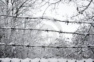snow-covered-barb-wire-fence-12653362