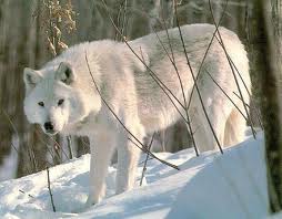 White Wolf