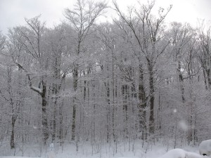 woods winter