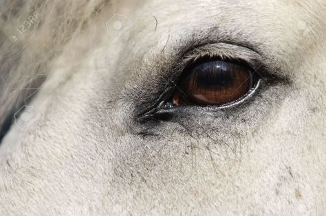 horse eye