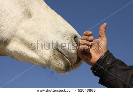 hand white horse